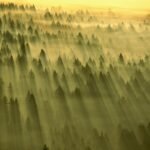 Sun streaming through dawn mist over a forest in Washington State, USA.