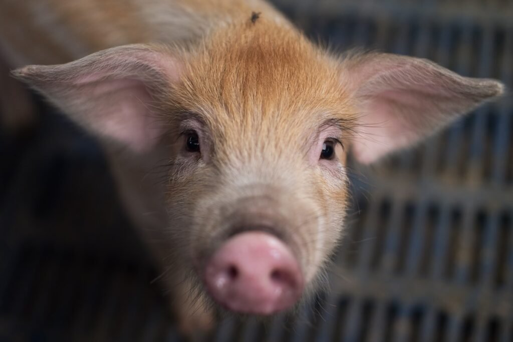 Os pesquisadores estão treinando IA para interpretar emoções animais