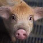 Os pesquisadores estão treinando IA para interpretar emoções animais