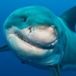 A busca de um fotógrafo para redefinir o tubarão