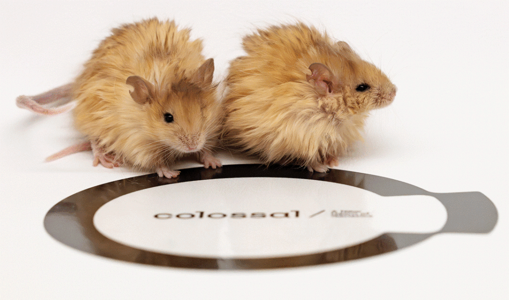 Em uma busca para reviver o mamute lanoso, a colossal Biosciences criou um mouse de lã
