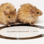 Em uma busca para reviver o mamute lanoso, a colossal Biosciences criou um mouse de lã
