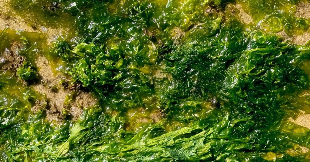 Esta pasta de algas bobagens pode entrar em tudo que você come e usa
