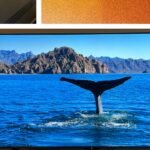 O soco da imagem do TCL QM6K para desempenho refinado