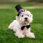 O tempo de execução dos microsserviços da DAPR agora suporta agentes de IA