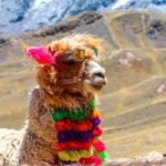 portrait of dressed alpacas at vinicunca mountain, peru