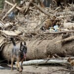 A FEMA não está pronta para a temporada de desastres, dizem os trabalhadores