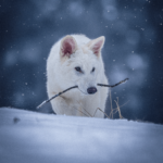 Colossal Biosciences Dire Wolf