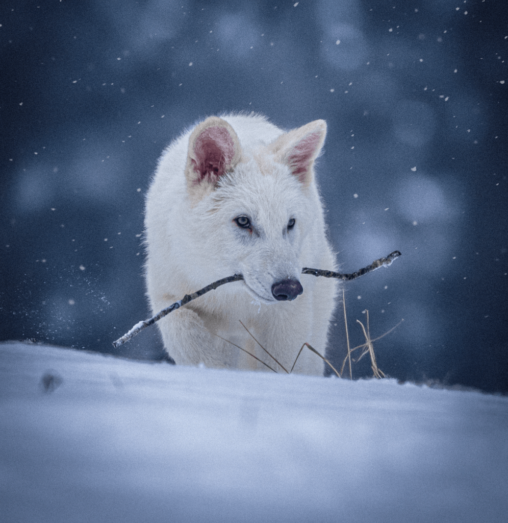 Colossal Biosciences Dire Wolf