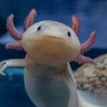 Em busca dos últimos axolotls selvagens