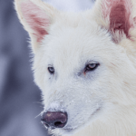 Os cientistas afirmam ter trazido de volta o lobo terrível