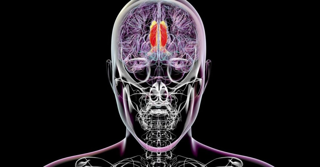Os cientistas pensam que encontraram a região do cérebro que regula a percepção consciente