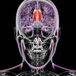 Os cientistas pensam que encontraram a região do cérebro que regula a percepção consciente