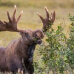 Pare de fazer a derrota e observe a transmissão ao vivo 'Great Moose Migration'