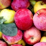 As tarifas de Trump estão ameaçando a cadeia de suprimentos de suco de maçã da América