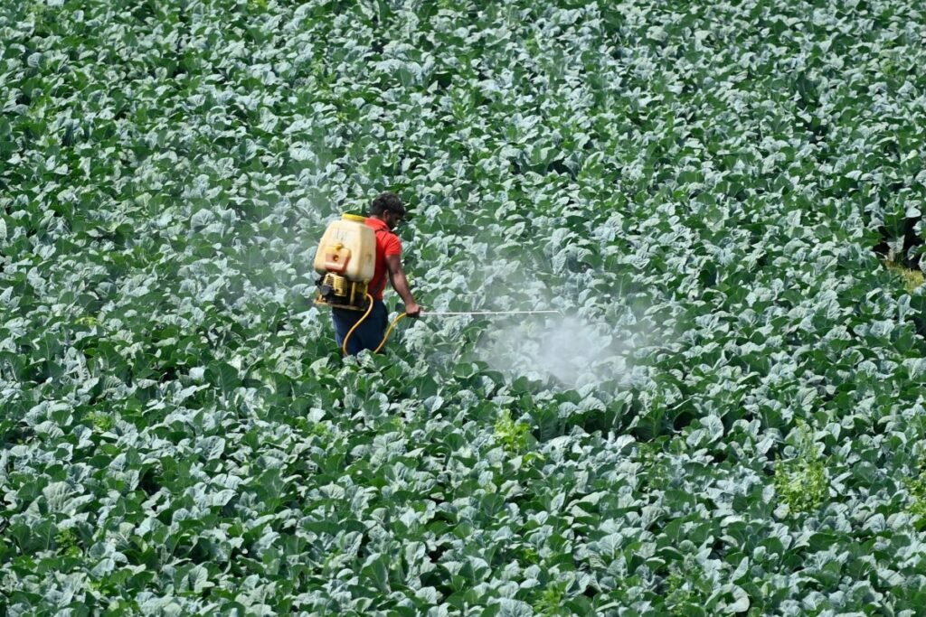 A farmer sprays pesticide on the crop in a field in New Delhi on March 15, 2021.