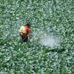 A farmer sprays pesticide on the crop in a field in New Delhi on March 15, 2021.