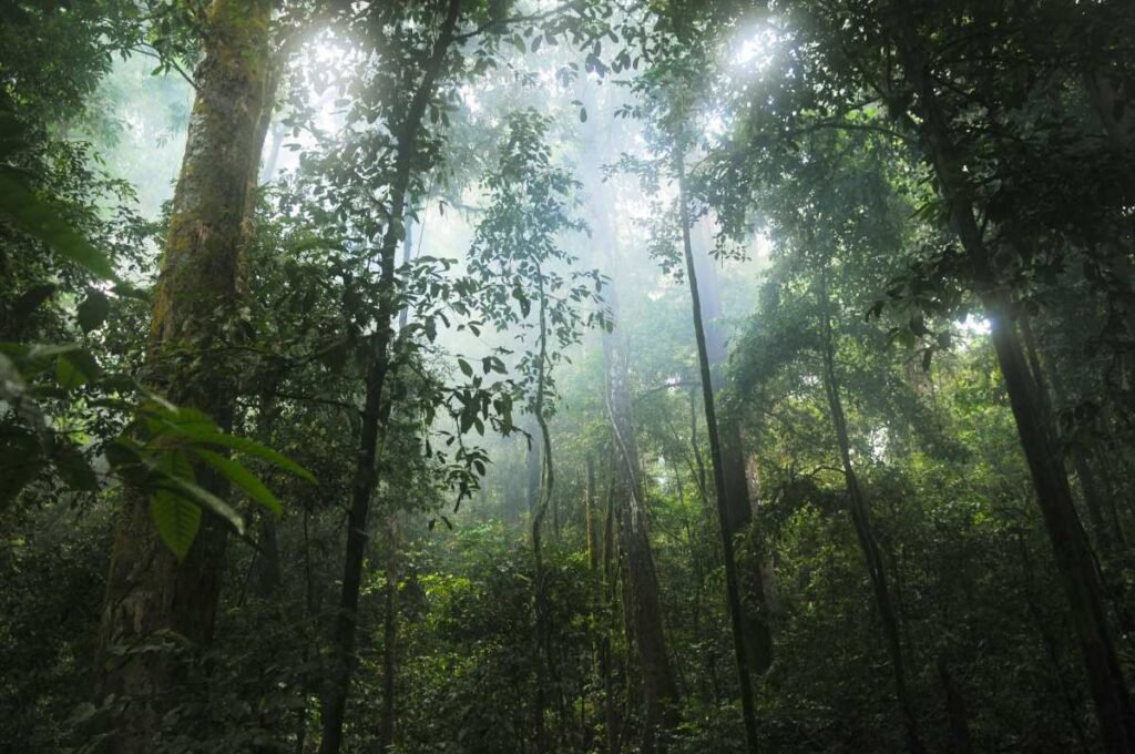 Light filters through the Amazon rainforest.