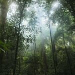 Light filters through the Amazon rainforest.