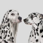 Dalmatian dog startled by white dog wearing hoodie with with spots, pretending to be a Dalmatian