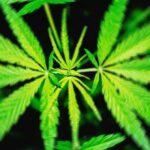 Uma proposta de proibição federal do THC ‘acabaria’ com os produtos de cânhamo que deixam as pessoas chapadas