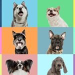 'DNA de lobo' se esconde em muitas raças de cães modernos