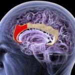 Esta startup chinesa quer construir uma nova interface cérebro-computador – sem necessidade de implante