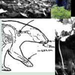 Novos registros revelam a bagunça que RFK Jr. deixou quando largou um urso morto no Central Park