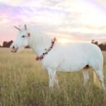 unicorn in field with rainbow