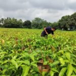 Varaha project at a farm