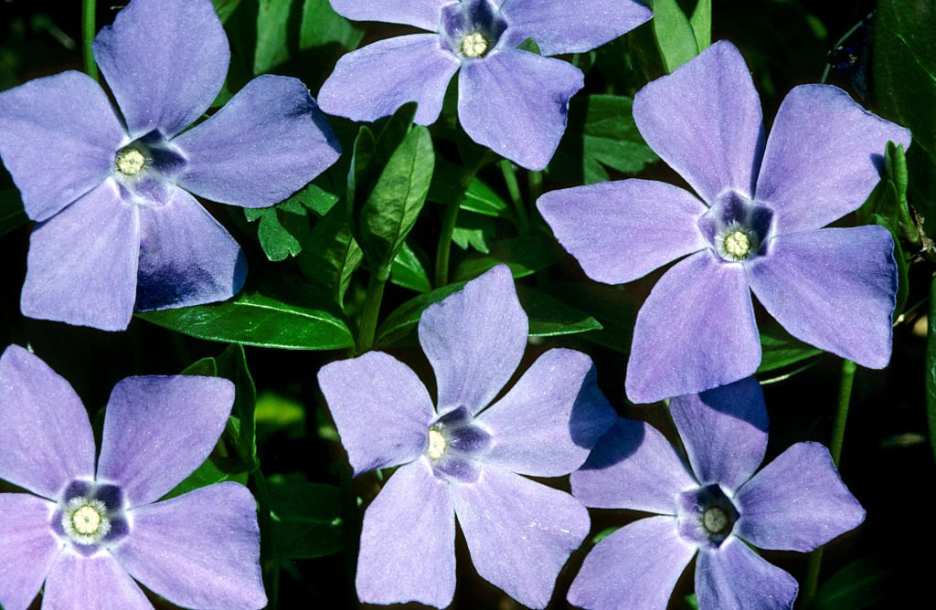 Periwinkle está tornando a mídia social auto-hospedada no protocolo AT da Bluesky ainda mais fácil