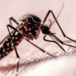 Dados da trajetória de voo mostram como os mosquitos atacam os humanos