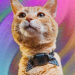 Revisão do Fi Mini for Cats: rastreie seus animais de estimação e monitore suas atividades