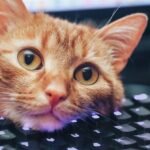 Atalhos de teclado que aprendi com meu gato