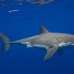 Os grandes tubarões brancos estão no Mar Mediterrâneo há milhões de anos – mas os avistamentos são incrivelmente raros