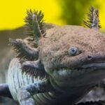 Cientistas identificaram uma nova espécie fóssil de Axolotl no México