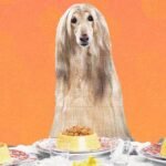 Fazemos lindas refeições caseiras para nós mesmos. Por que não fazer o mesmo com nossos cães?