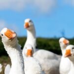 Goose, um novo aplicativo de namoro gay, parece ser um psicopata