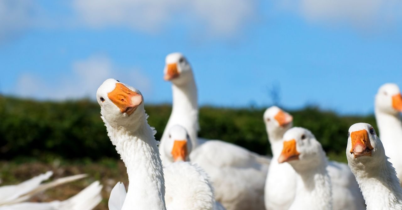 Goose, um novo aplicativo de namoro gay, parece ser um psicopata