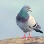 O aplicativo 'Slow-cial' Roost força você a desacelerar até a velocidade de um pombo-correio