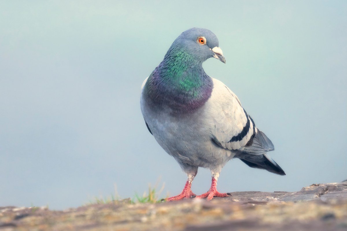O aplicativo 'Slow-cial' Roost força você a desacelerar até a velocidade de um pombo-correio